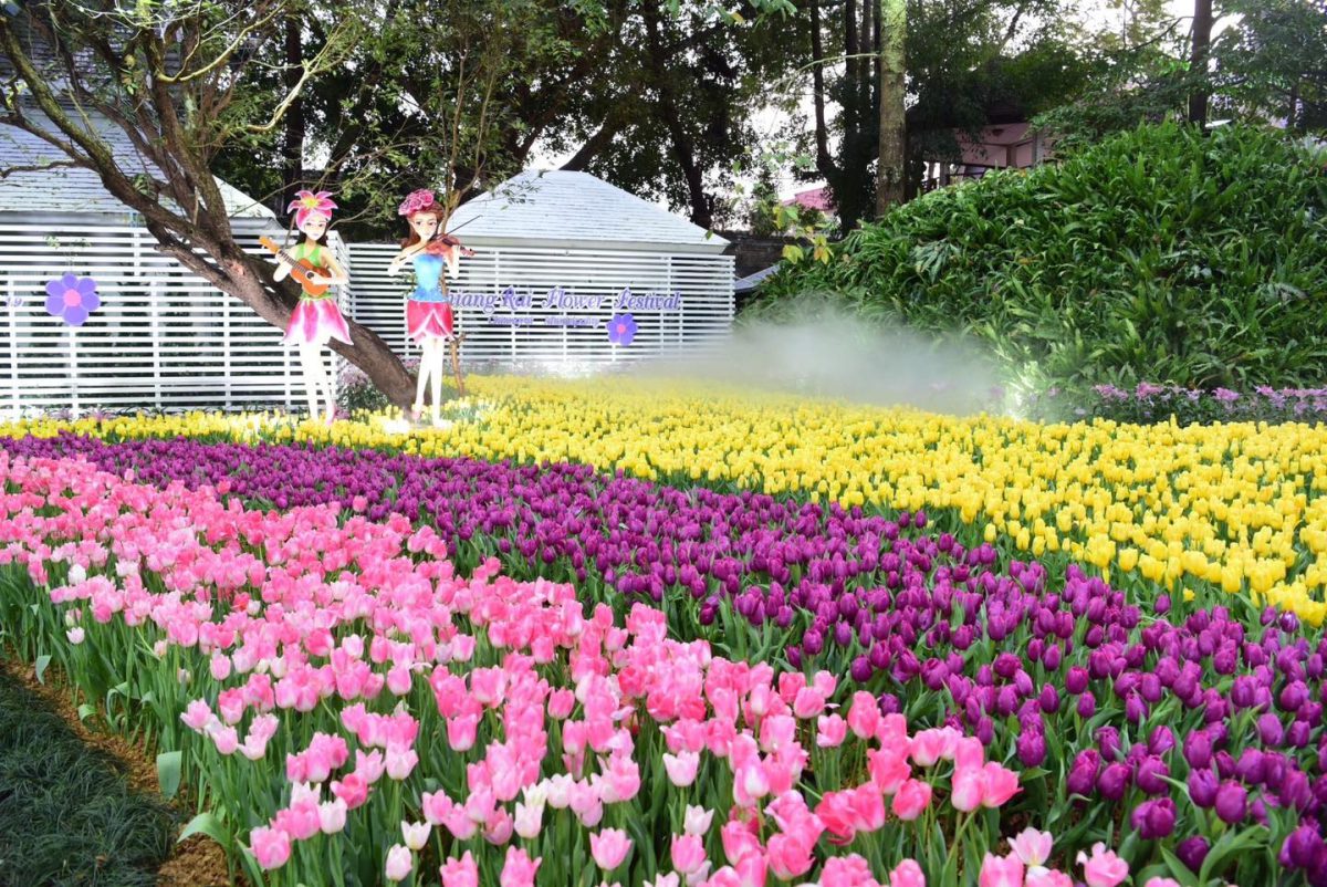 รวมภาพดอกไม้สวยๆ ในงาน “เชียงรายดอกไม้งาม ปีที่19” ณ สวนตุงและโคมนครเชียงราย – เชียงรายโฟกัสดอทคอม สังคมออนไลน์ของคนเชียงราย